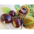 Nowy Crop Fresh and Good Quality chestnut